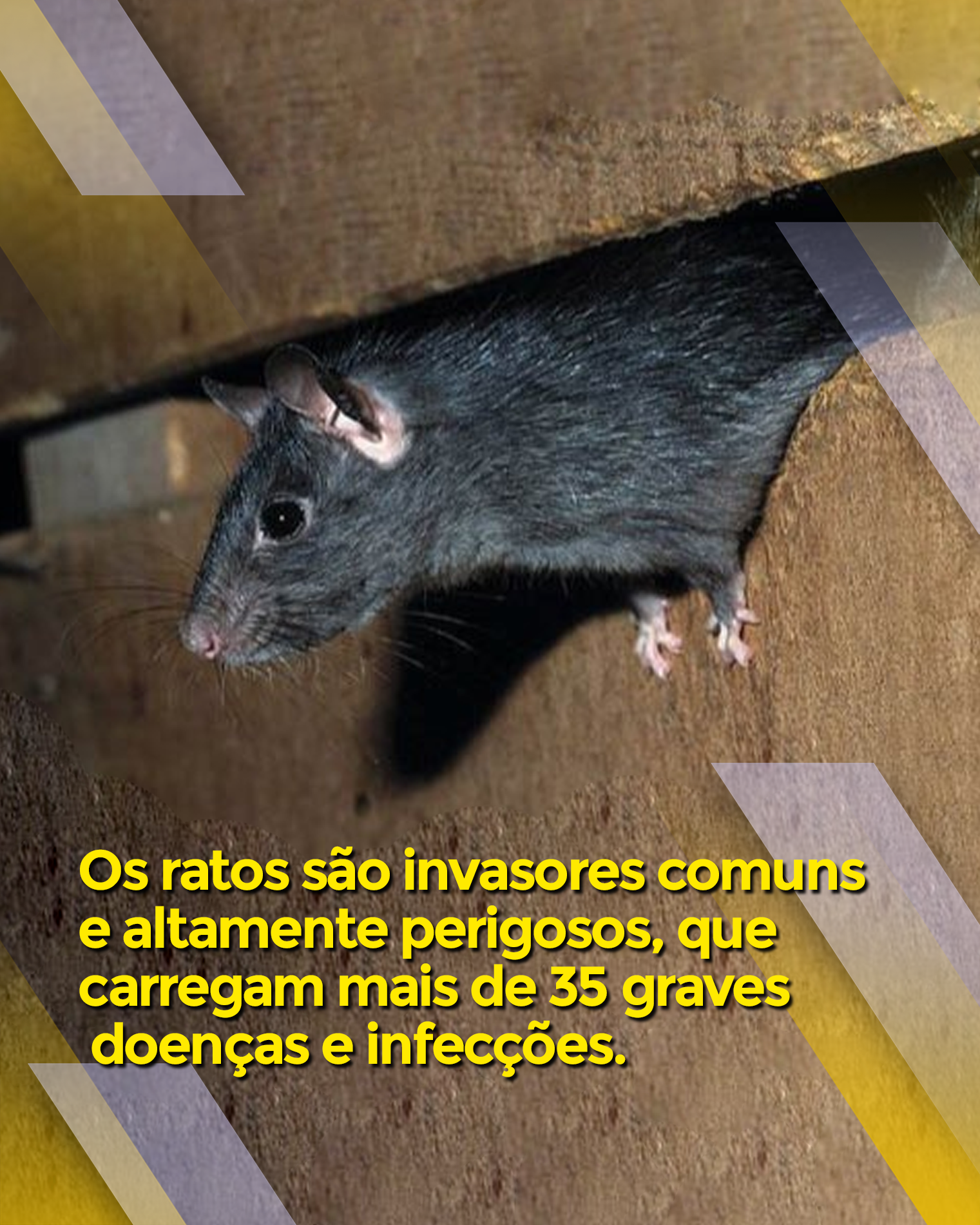 UM RATO GIGANTE FOI ENCONTRADO NO ESGOTO !! 